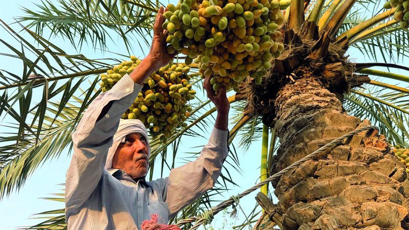 الامارات | سنوات من العمل الدؤوب.. مُزارع يُنقذ نخيل البصرة