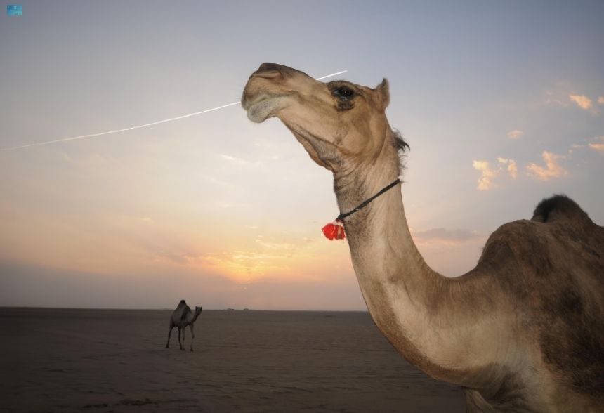 "الأوارك".. أنواع وألوان وخصائص أعرق إبل العرب