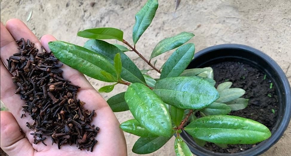 بدون تعب ولا هدر للمال.. طريقة زراعة القرنفل في البيت بخطوات احترافية وبأقل التكاليف!!