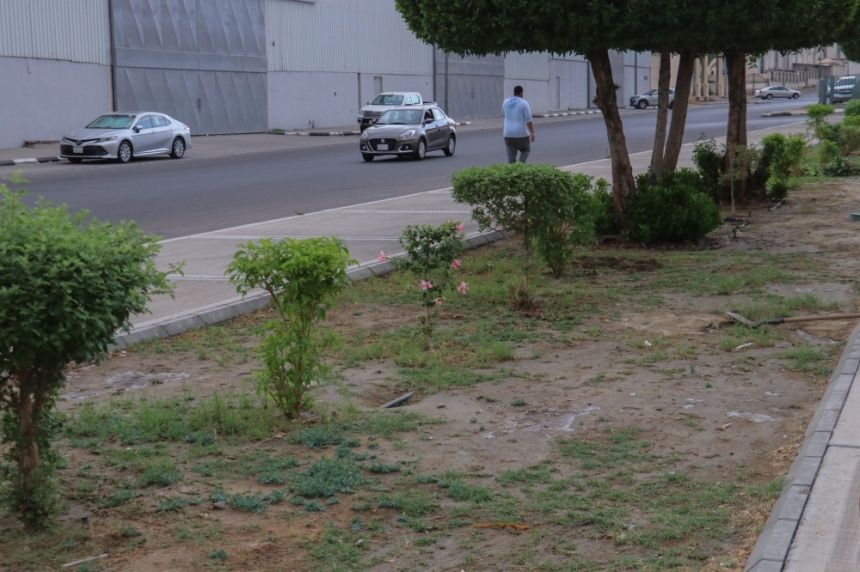 ري بالمياه المعالجة.. برنامج التشجير والتخضير يغطي مزيداً من المواقع  بالطائف