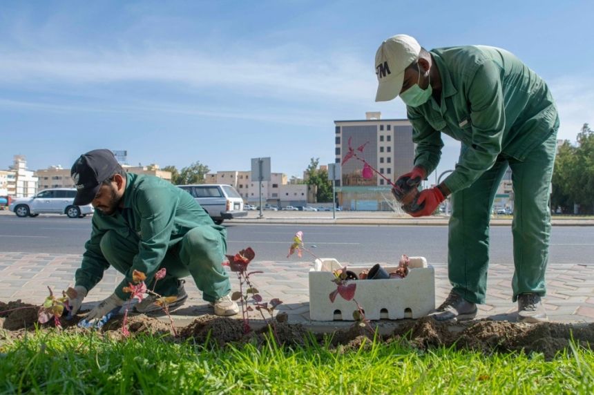 ري بالمياه المعالجة.. برنامج التشجير والتخضير يغطي مزيداً من المواقع  بالطائف