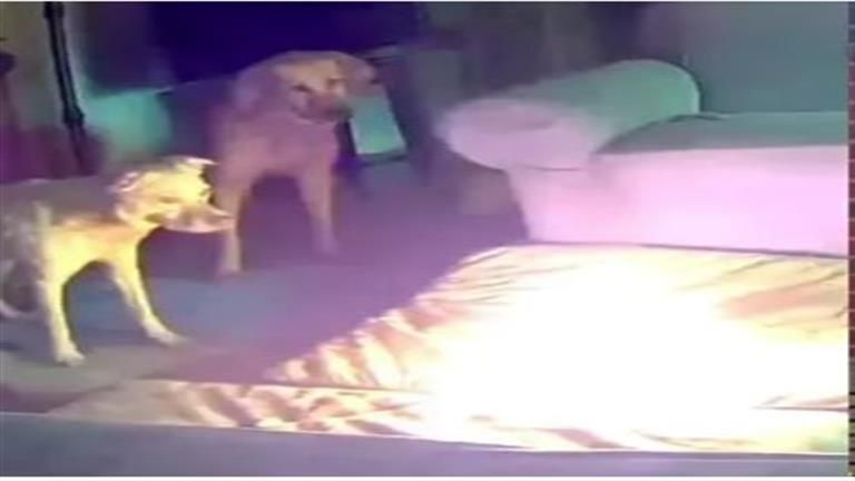 بطارية "ممضوغة" تشعل حريقا هائلا في منزل.. كيف حدثت الكارثة؟