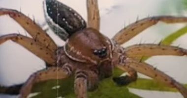 تكنولوجيا: علماء يرحبون بغزو عناكب ضخمة مهددة بالانقراض لمقاطعات بريطانية.. اعرف السبب
