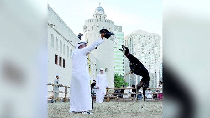 الامارات | السلوقي صديق رحلات الصيد الوفي