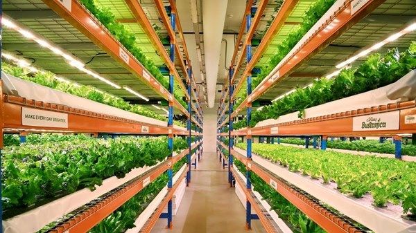 الزراعة الذكية مناخياً في الإمارات.. حلول مبتكرة لتحقيق الأمن الغذائي وحماية البيئة