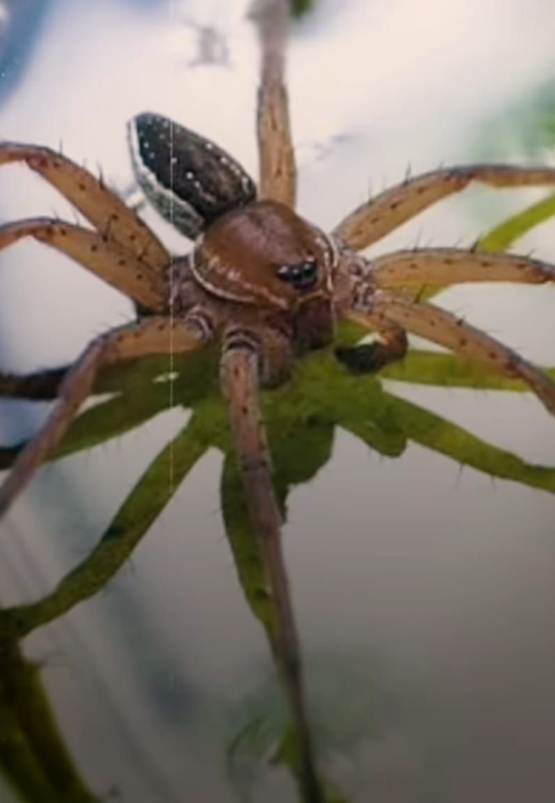 تكنولوجيا: علماء يرحبون بغزو عناكب ضخمة مهددة بالانقراض لمقاطعات بريطانية.. اعرف السبب