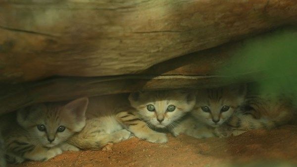 3 مواليد جدد من قط الرمال العربي في حديقة الحيوانات بالعين