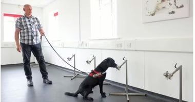 صحيفة بريطانية: باحثون يستخدمون الكلاب لاكتشاف سرطان الأمعاء