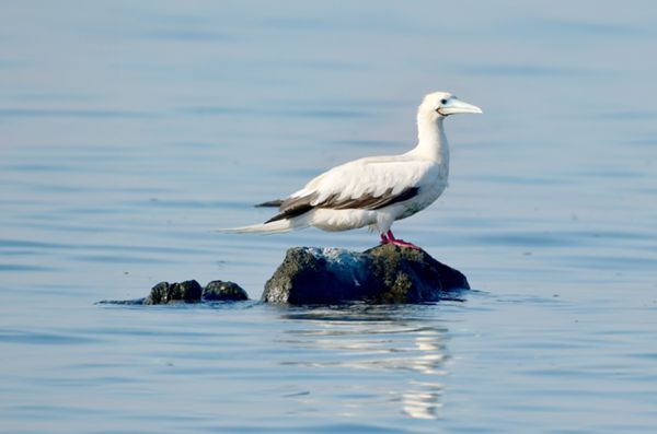 "البيئة – أبوظبي" ترصد طائراً نادراً في جزيرة جرنين
