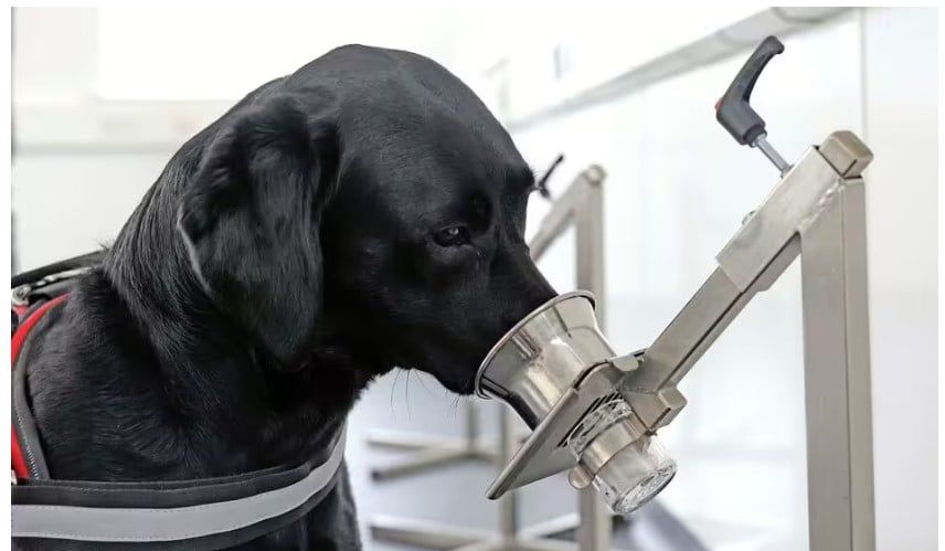 صحيفة بريطانية: باحثون يستخدمون الكلاب لاكتشاف سرطان الأمعاء