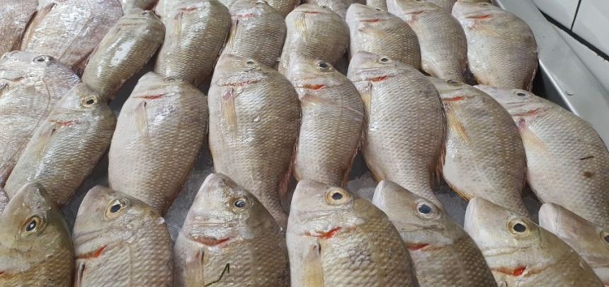 نظام السير الكهربائي.. آلية جديدة لتشغيل أنظمة مزادات الأسماك