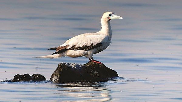 «الأطيش النادر» يظهر في أبوظبي