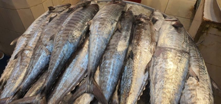 لمدة شهرين.. 5 آلاف ريال غرامة الصيد المخالف لأسماك "الكنعد"