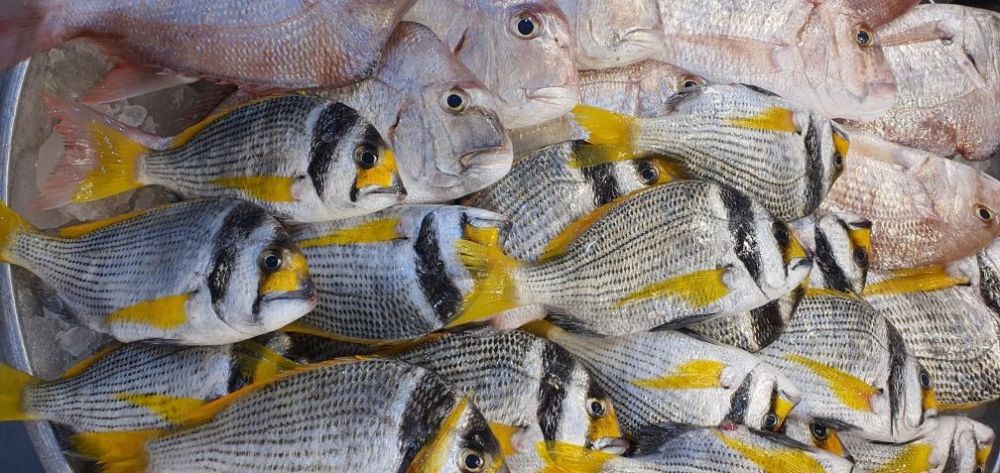 نظام السير الكهربائي.. آلية جديدة لتشغيل أنظمة مزادات الأسماك