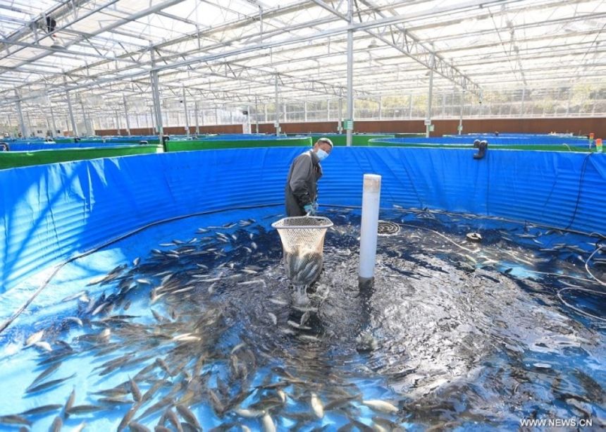 ”الثروة السمكية“: الارشاد السمكي يساهم في تعزيز الانتاج وزيادة الدخل