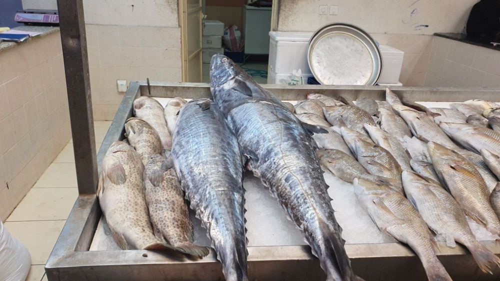 لمدة شهرين.. 5 آلاف ريال غرامة الصيد المخالف لأسماك "الكنعد"