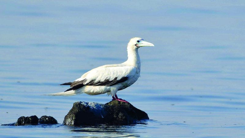 الامارات | رصد «الأطيش أحمر القدمين» بجزيرة جرنين في أبوظبي