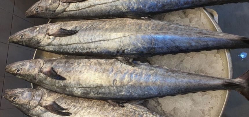 لمدة شهرين.. 5 آلاف ريال غرامة الصيد المخالف لأسماك "الكنعد"