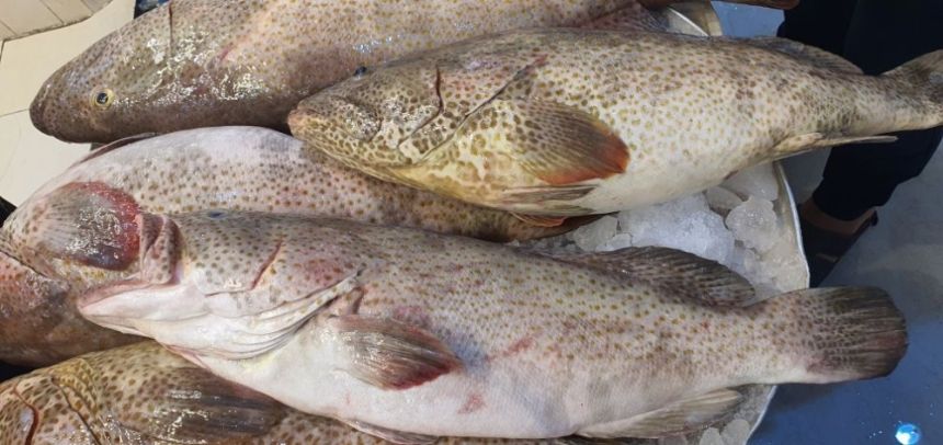 نظام السير الكهربائي.. آلية جديدة لتشغيل أنظمة مزادات الأسماك