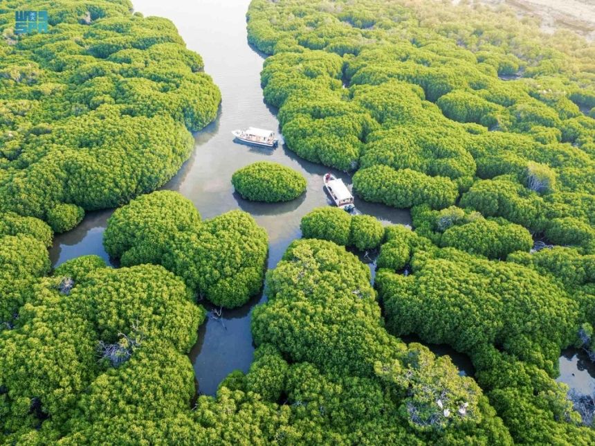 في محمية الوعول.. تفاصيل لقاء نقل الخبرات بين "الحياة الفطرية" والمحميات