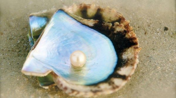 أبوظبي تنتج اللؤلؤ في «المياه العذبة»