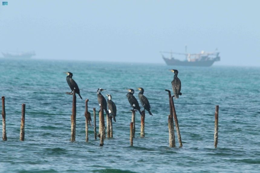 في محمية الوعول.. تفاصيل لقاء نقل الخبرات بين "الحياة الفطرية" والمحميات