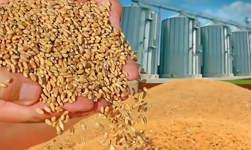 الرياض.. ضبط 6.8 طن قمح مستخدم بشكل مخالف في صناعة الأعلاف