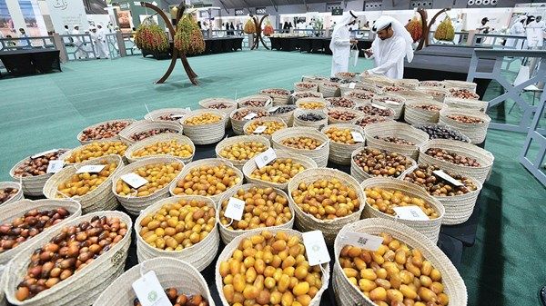 إطلاق «مخرافة» لاحتساب وإخراج زكاة التمور