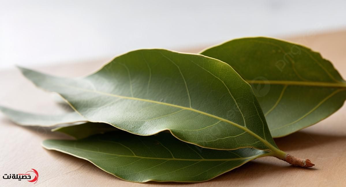 استمتع بعمرك .. الحل الجبار في ورق الغار تناوله بهذه الطريقة وعد لشبابك حتئ لوعمرك 70