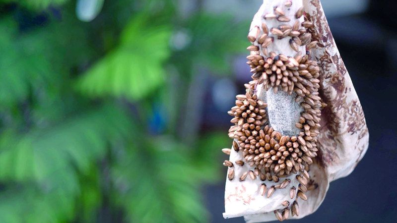 الامارات | «421 للفنون»  يستضيف النسخة المتنقلة من «سبيل الغاب»