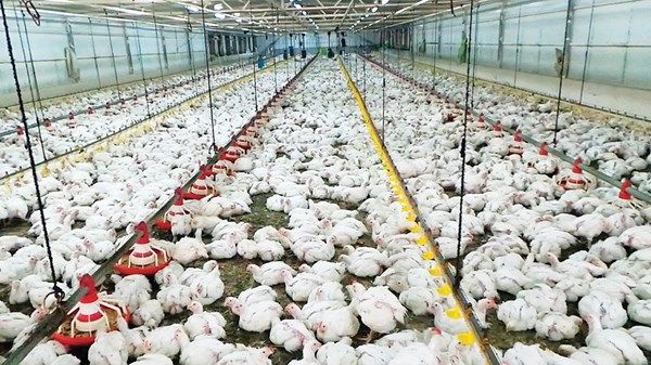 «زراعة أبوظبي» تدعو «مالكي العزب» للالتزام بمتطلبات الأمن الحيوي