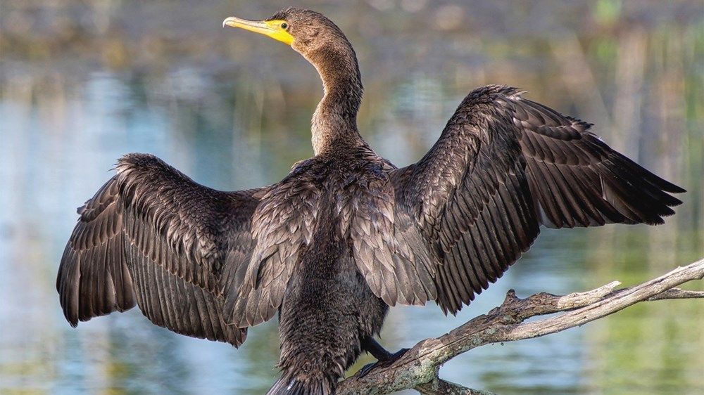 21 ألف زوج من طائر الغاق السقطري في جزيرة غاغا