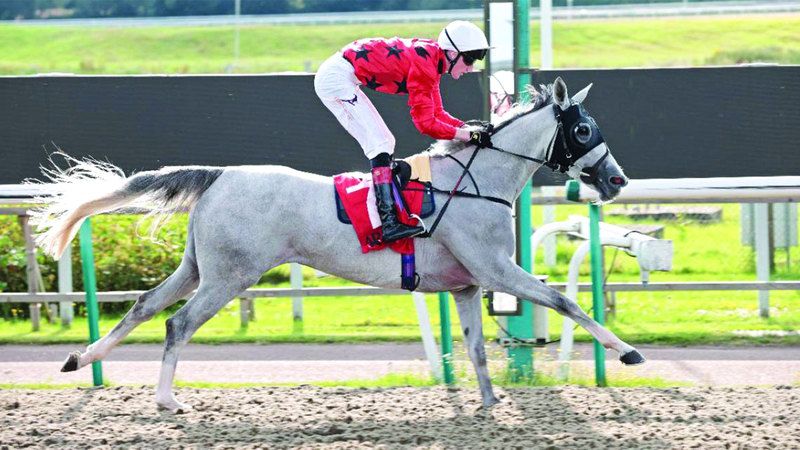 الامارات | كأس الوثبة للخيول العربية تنطلق في بريطانيا اليوم