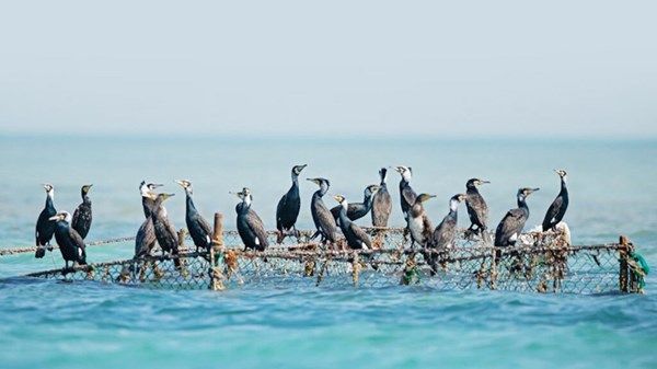 21 ألف زوج من طائر الغاق السقطري في جزيرة غاغا
