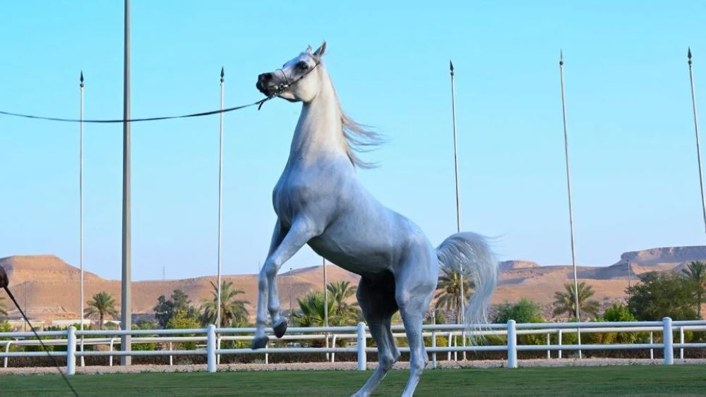 نصف مليون ريال.. عقوبة إقامة "مزادات الخيل العربية" دون ترخيص