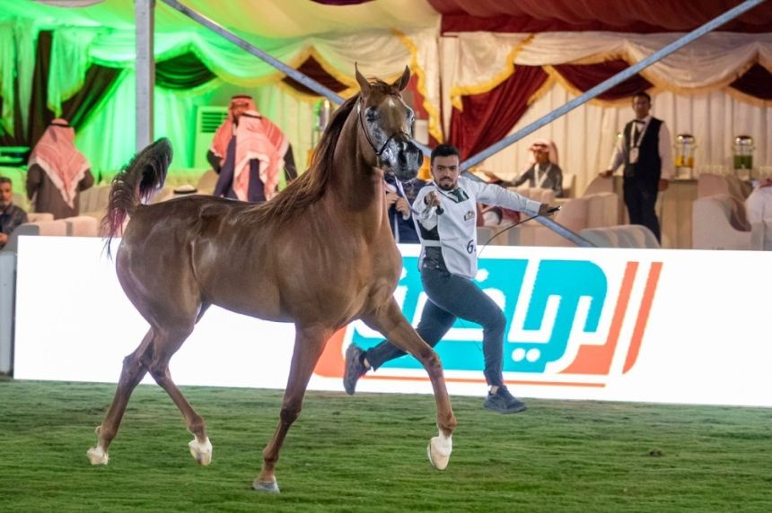 نصف مليون ريال أقصى عقوبة في مخالفات "الفروسية" بالخيل العربية الأصيلة