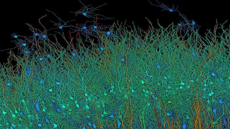 تكنولوجيا: هارفارد وجوجل يبتكران خريطة الدماغ الأكثر تفصيلا باستخدام الذكاء الاصطناعى