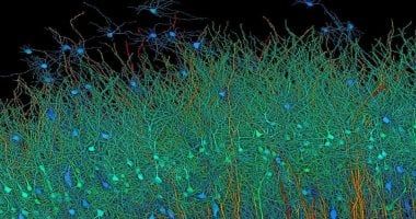 تكنولوجيا: هارفارد وجوجل يبتكران خريطة الدماغ الأكثر تفصيلا باستخدام الذكاء الاصطناعى