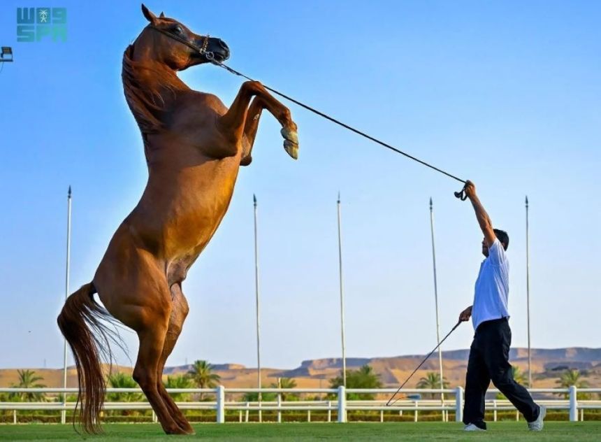 نصف مليون ريال.. عقوبة إقامة "مزادات الخيل العربية" دون ترخيص