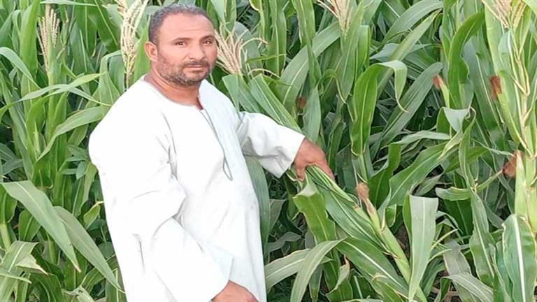 منها الذرة والقطن.. زراعات في مهب الريح بسبب ارتفاع درجات الحرارة بالفيوم