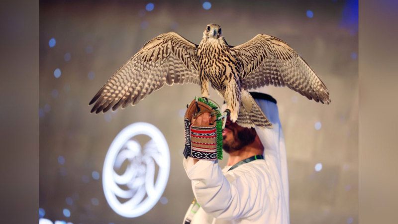 الامارات | مزاد الصقور الشهير عبر الإنترنت يعود إلى «الصيد والفروسية»