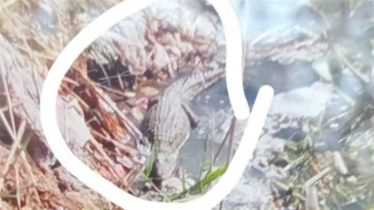 نعمل عن كثب.. مصدر بالجيزة يكشف آخر تطورات "تمساح البدرشين"