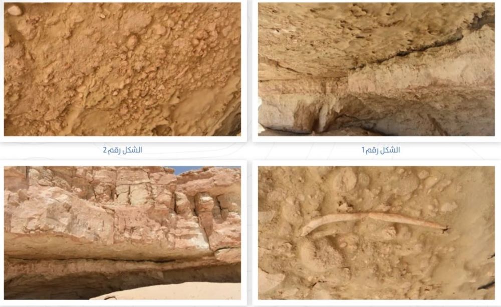 المساحة الجيولوجية لـ"اليوم": دومة العود موطن لأقدم المخلوقات منذ 14 مليون سنة