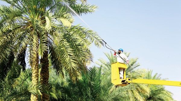 427 ألف مشارك في فعاليات ومبادرات «بلدية العين»