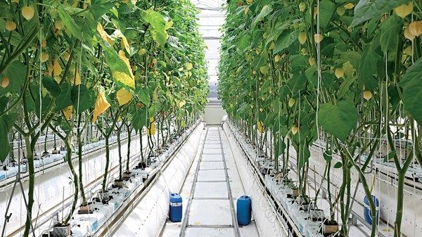 «التغير المناخي» تمكن أفراد المجتمع من الأغذية الصحية