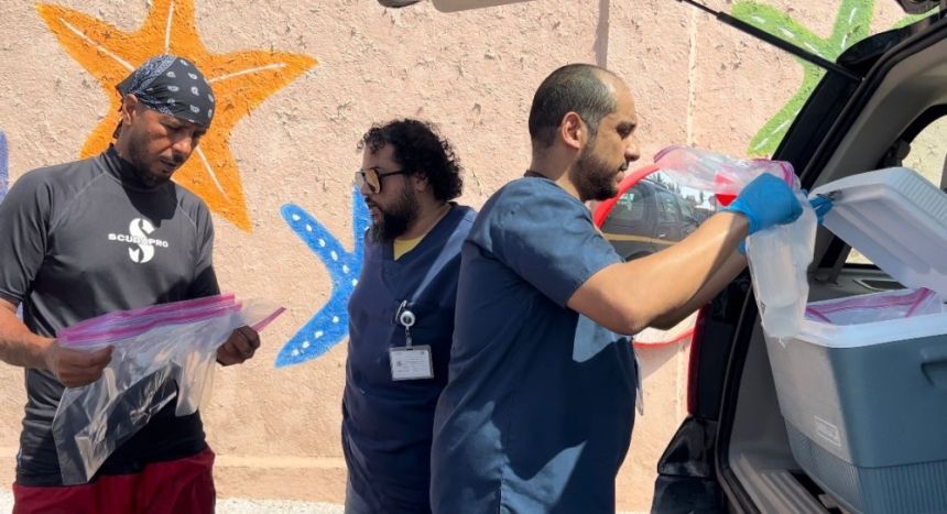 بالصور.. نفوق جماعي لأسماك الشاقة على شاطئ جدة