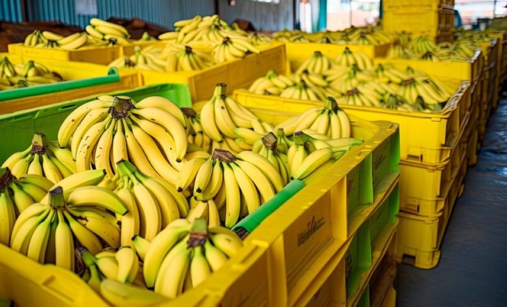 السلامة من الخدوش والآفات.. 20 شرطًا و3 تصنيفات ضمن المواصفة الخليجية لـ "الموز"