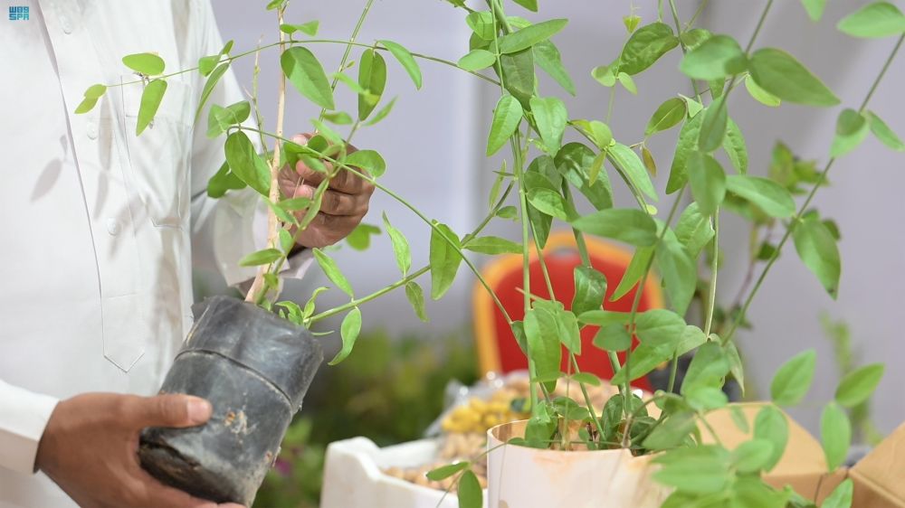 مهرجان المنتجات الزراعية.. مزارعو تيماء يقدمون تجارب نوعية للمحاصيل