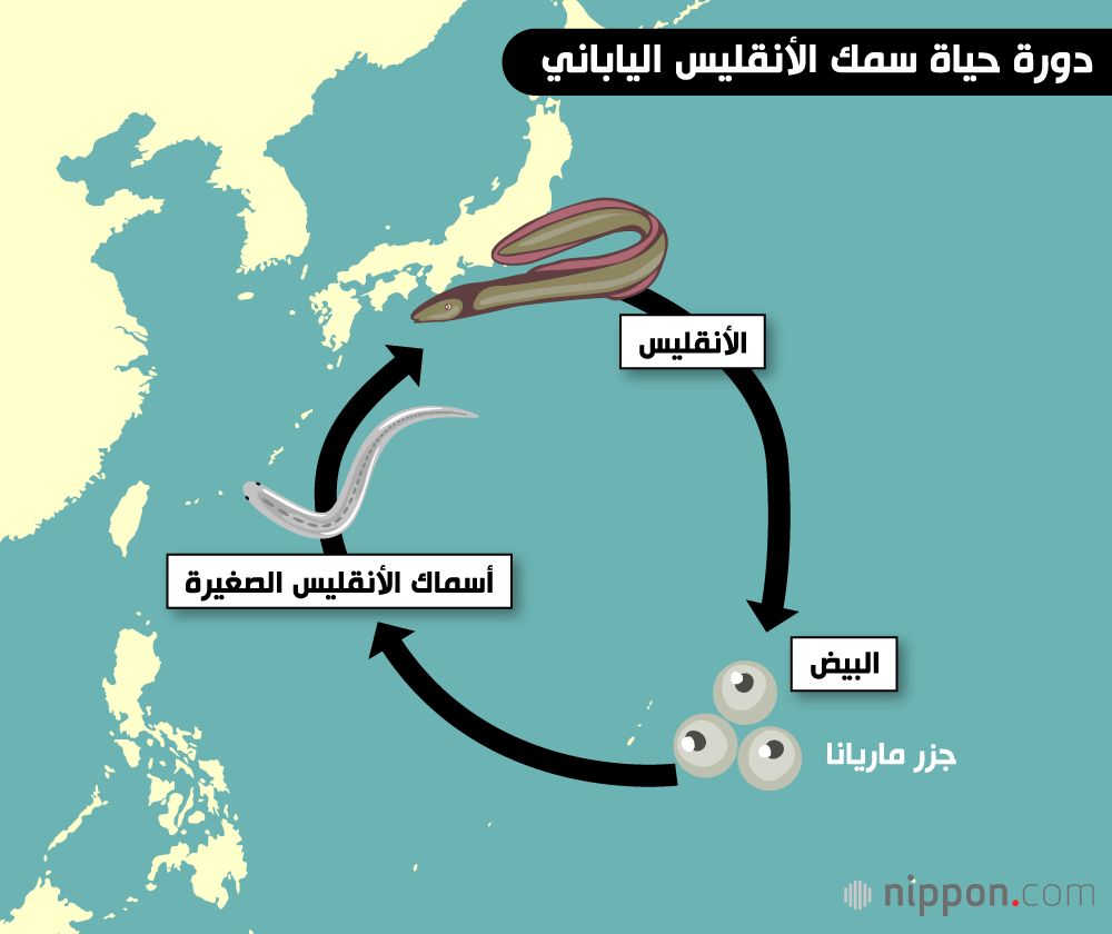 اليابان | هل يصبح سمك الأنقليس أرخص بفضل التكنولوجيا اليابانية المتقدمة؟