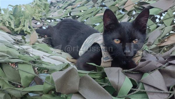 ديزل قط مقاتل بسترة مضادة للرصاص يخدم مع الجيش الروسي.. شاهد